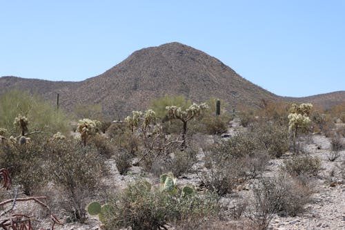 Tatum Ranch  Property Management service area image